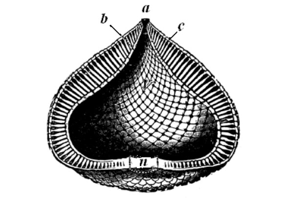 Fisherites’i kivistise arvatav algkuju enne kokkuvarisemist. Autor: Sir John William Dawson, 1880