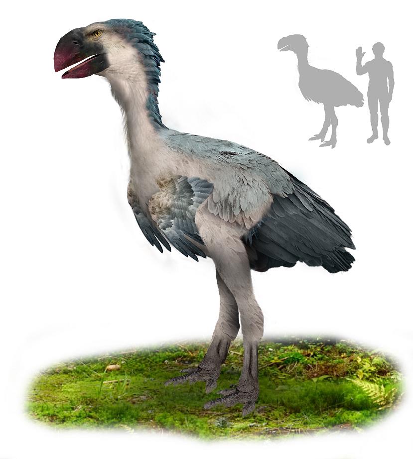 Gastornis / joonistus