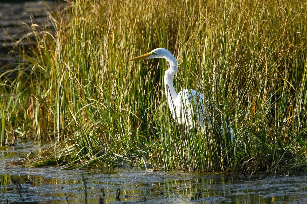 Hõbehaigrud on lumivalge sulestikuga suured ja graatsilised linnud