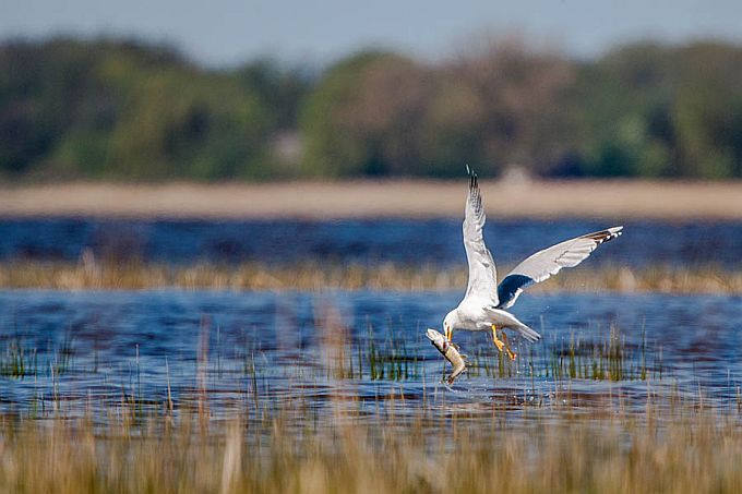 Hõbekajakas haugiga. Matsalu laht