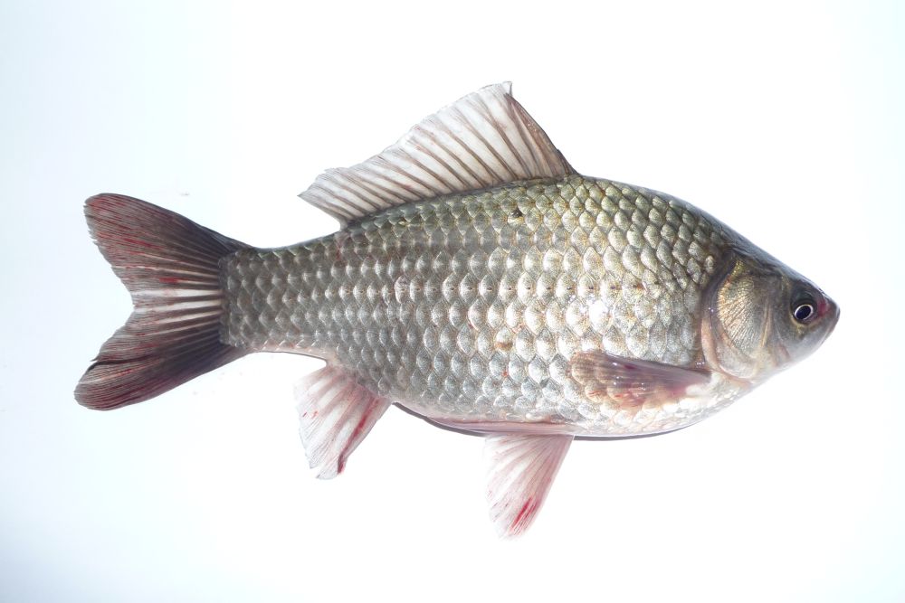 Hõbekoger