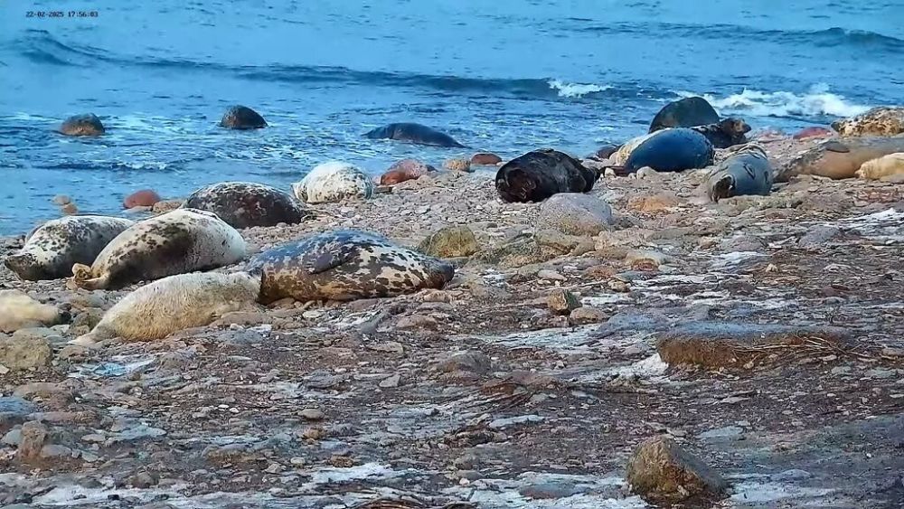 Hülgepullid on paistavad välja tumeda kasukaga