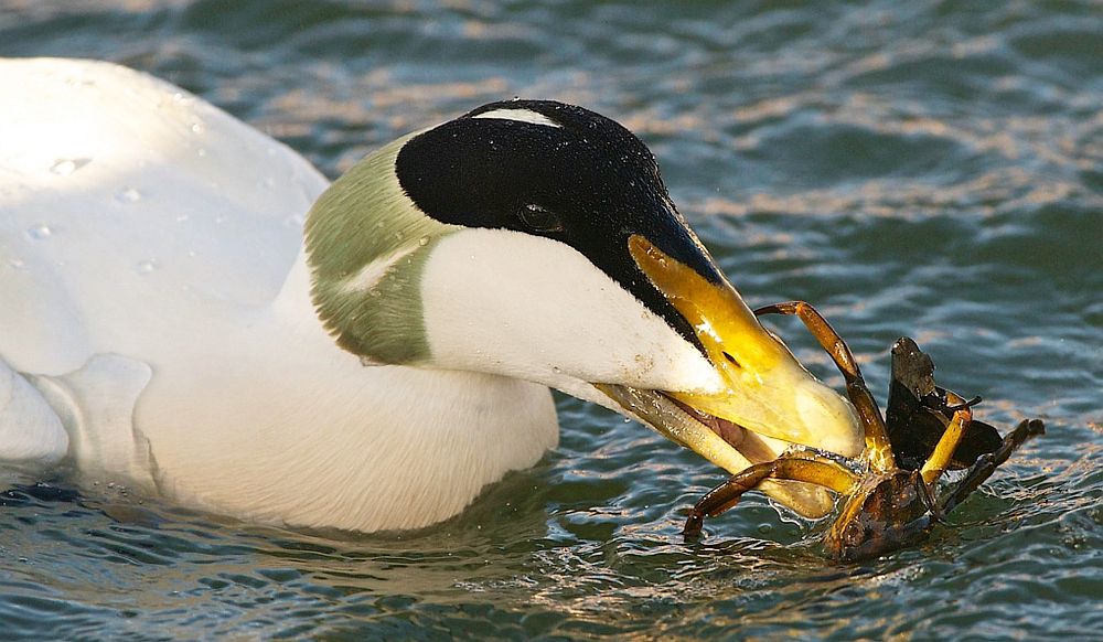 Hahad toituvad rannikumeres molluskitest, kuid ei ütle ära ka suuremast saagist.