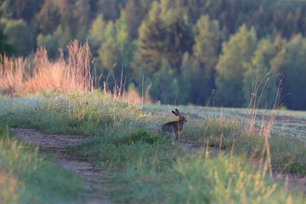Halljänes