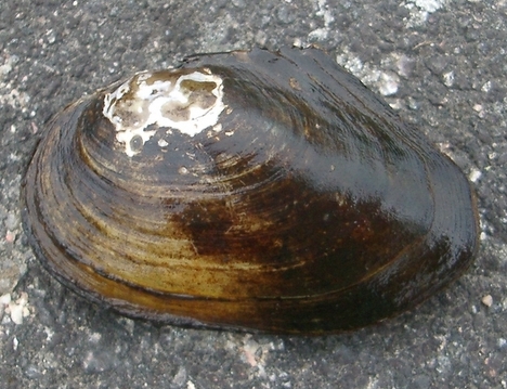 Harilik järvekarp