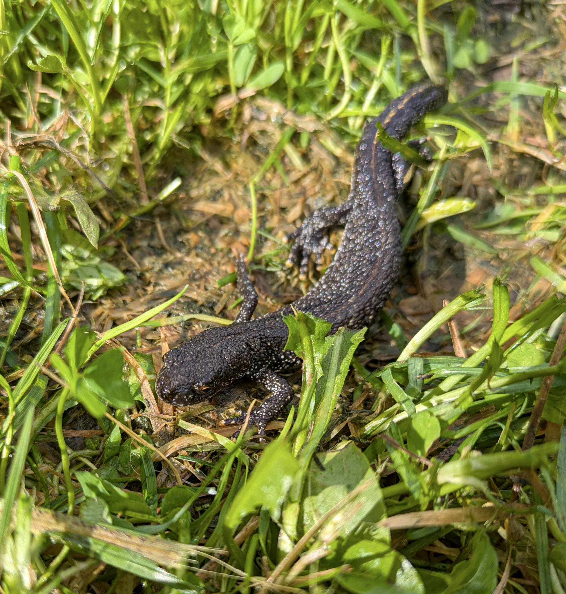 Harivesilik. Margit Turb