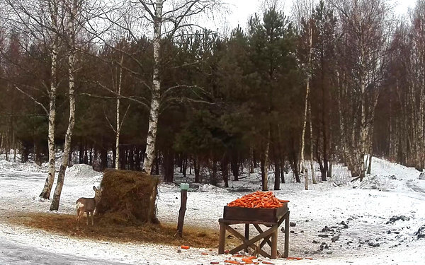 Kui vahest harva juhtub, et platsil leidub õunu, siis kaks kährikut imbuvad kuskilt kohale kui imeväel, küllap lähedal asuv mägraurg on nüüd nende päralt. Tõesti, sel hooajal pole juhtunud nägema siin ühtegi mäkra, rebane käib ikka.