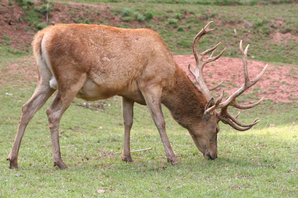 Hirvepull