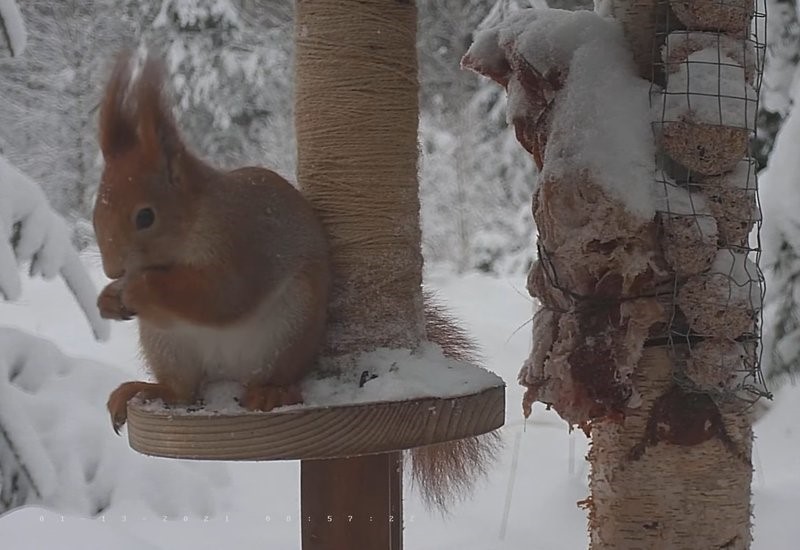 Hommikune orav koos näopildiga