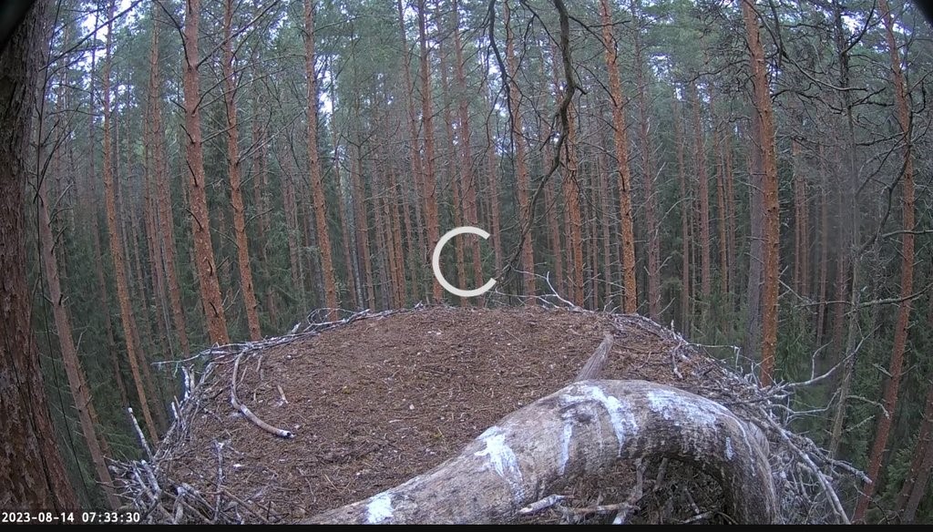 Hommikuti näeme pesal tihti sellist pilti kui kurepojad on läinud elukooli, et enne äralendu kogemusi omandada