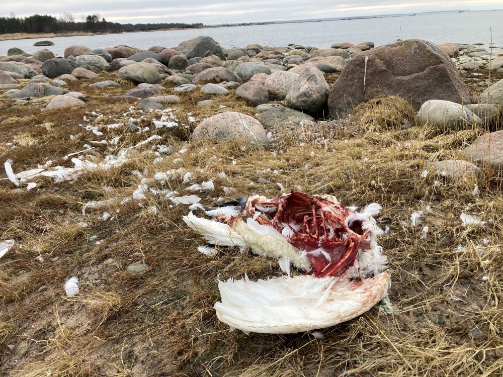 Hukkunud luik Purekkaril