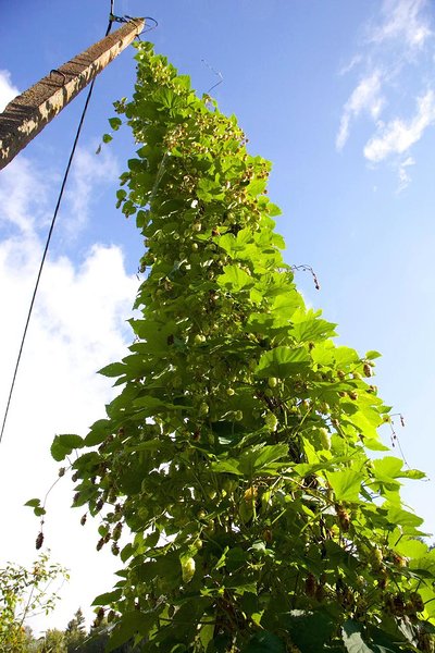 Humal