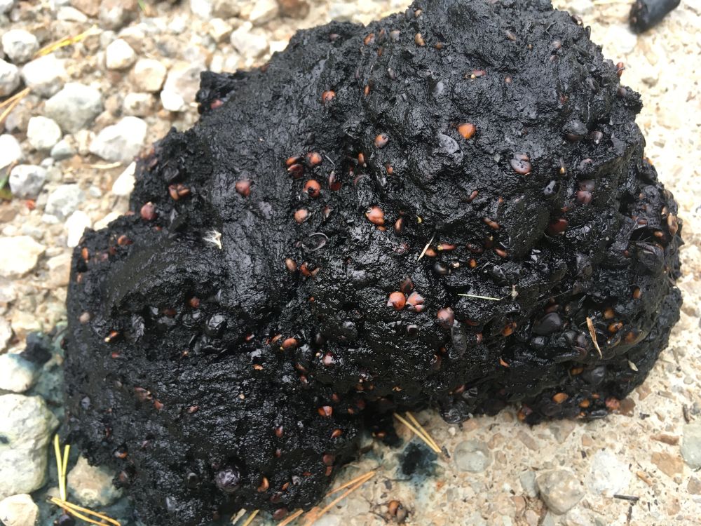 Sellist pilti võib näha metsateedel, kui selline jääb pruunkaru liikumise rajale. Juba puitunud rohttaimedest nuuma ajal ei hoolita sest metsades on piisavalt toitvaid marju ( nagu Ahto piltidelt näha). Kusjuures osa marjadest jäävad terveteks ka peale looma soolestiku läbimist. Mustikate, pohlade ja jõhvikate kõrval söövad karud ka pihlakamarju ja ka tammetõrusid.