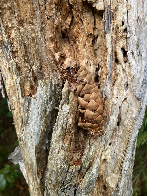 Rähni “käbipuu” | Looduskalender.ee