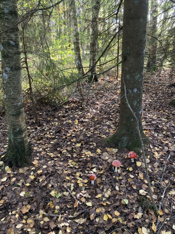 Kärbseseenemets