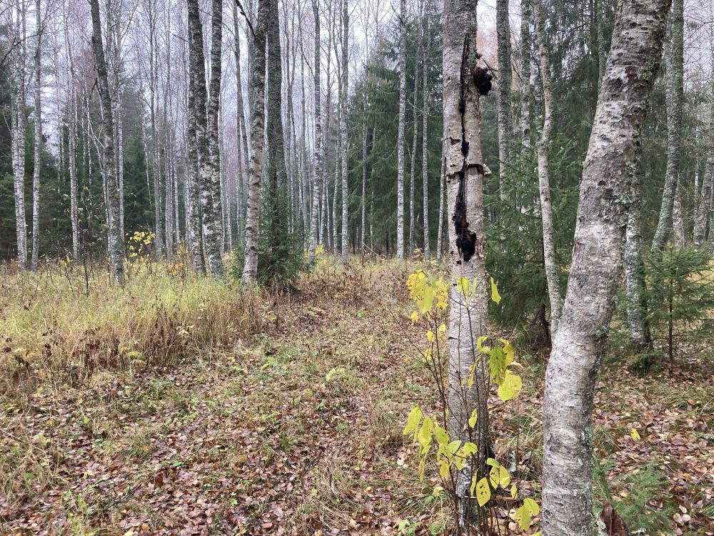 Kasekäsna kasvukoht