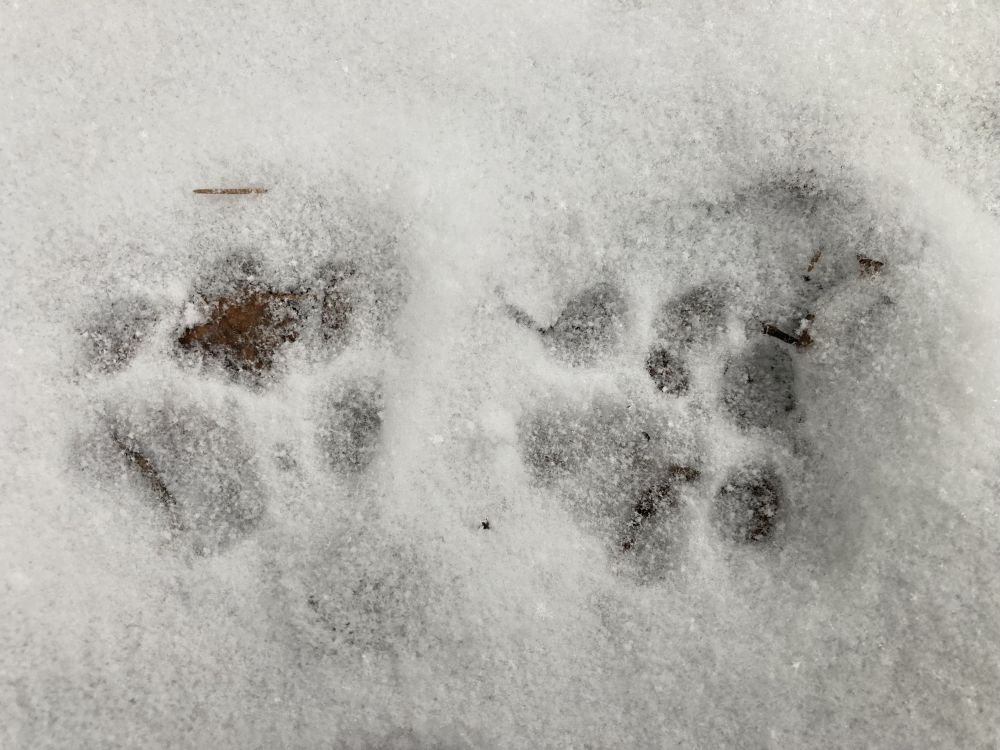 Ilvese jälg paistab koera ja hundi jäljest ümaramana