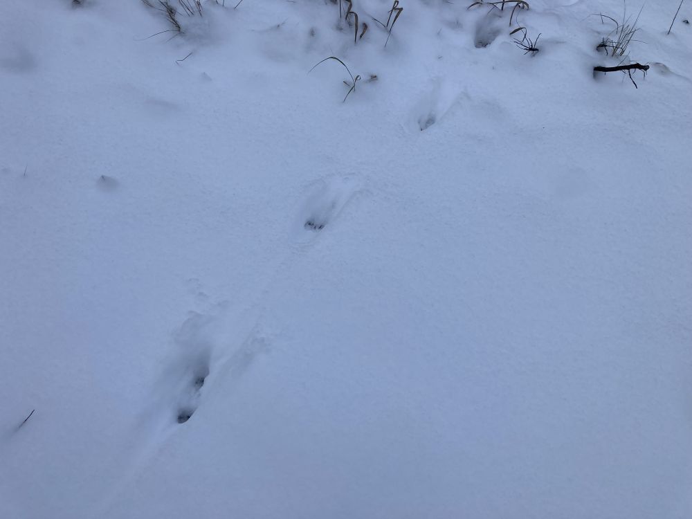 Jäljerida
