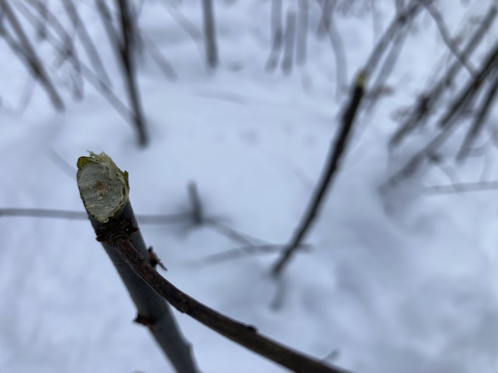 Hammustatud paju võrse