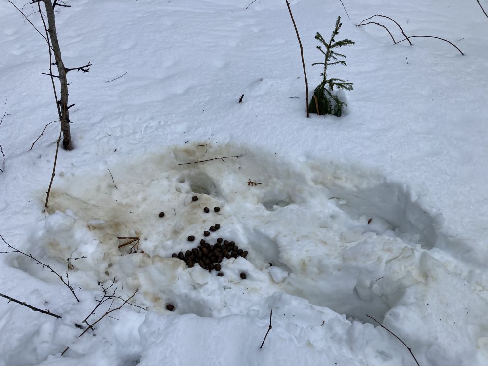 Põdra puhke või magamisase