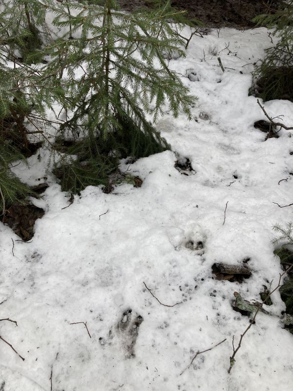 Jäljerida