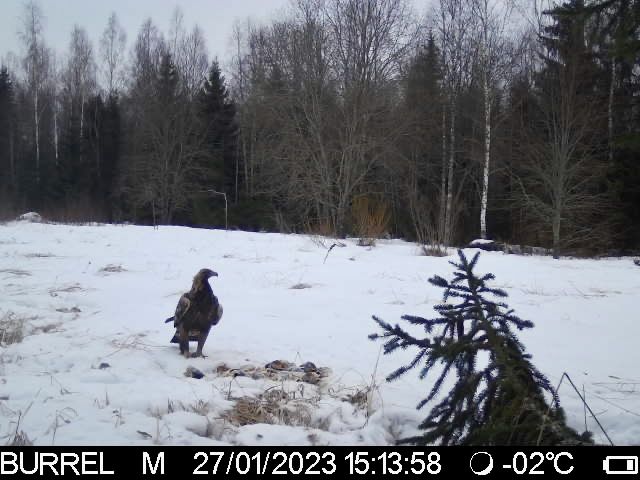 Talvisel ajal toituvad kaljukotkad peamiselt leitud raipest, aga jahti peetakse nii metsakanalistele, kui valgejänestele, rebastel, kährikutele ehk neile kellest talvel jõud üle käib.