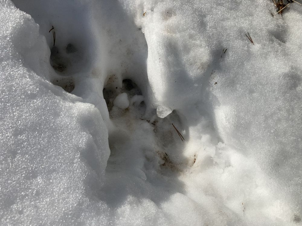 Jälgede suurus on metssigadel vanuse tõttu muidugi erinev, kuid sõra jälg võib kõikuda viie ja kaheksa sentimeetri vahel. Üksikus jäljes on alati näha tagumiste sõrgatsite jäljed olenemata sellest kui kiiresti on metssiga liikunud ja sõrgatsiga koos võib kogu jälg olla kuni viieteist sentimeetri pikkune.