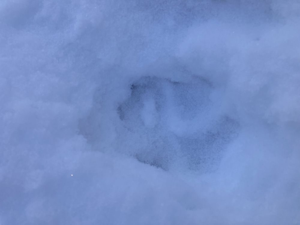 Hundi jälg äsja sadanud lumes