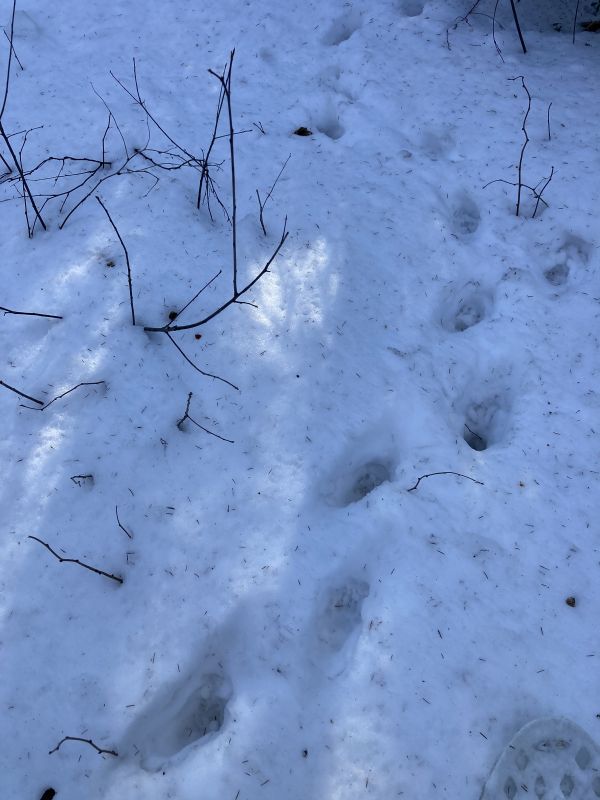 Mägra kohta sügavas lumes liikudes astub tegelane tagajalgadega esijalgade jälgedesse. Koos küüniste ja päkapadjaga jätab esikäpp päris pika jälje, aga käpalaius jääb viie sentimeetri mõlemale poolele olenedes looma vanusest ja sammuvahe jääb poole meetri kanti.