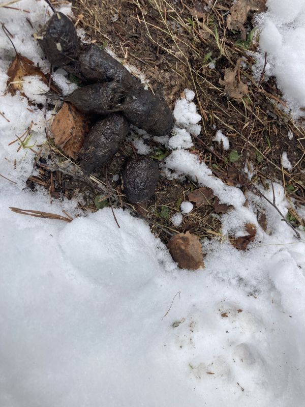 Ilvese katmata jäetud väljaheide