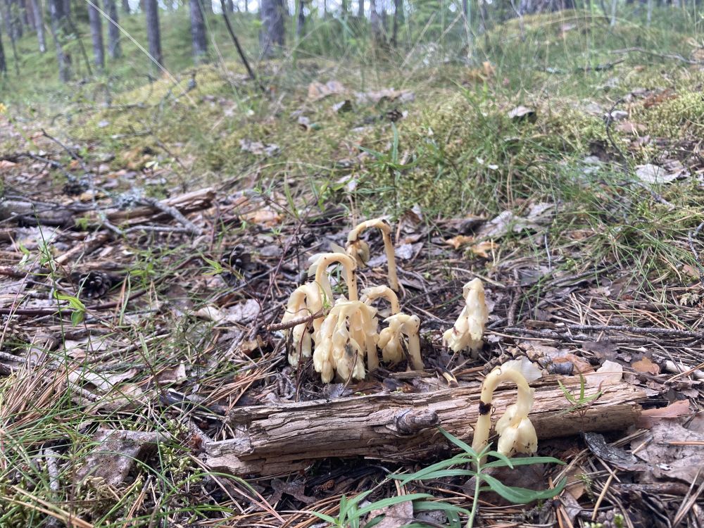 Seenlillede kasvukoht