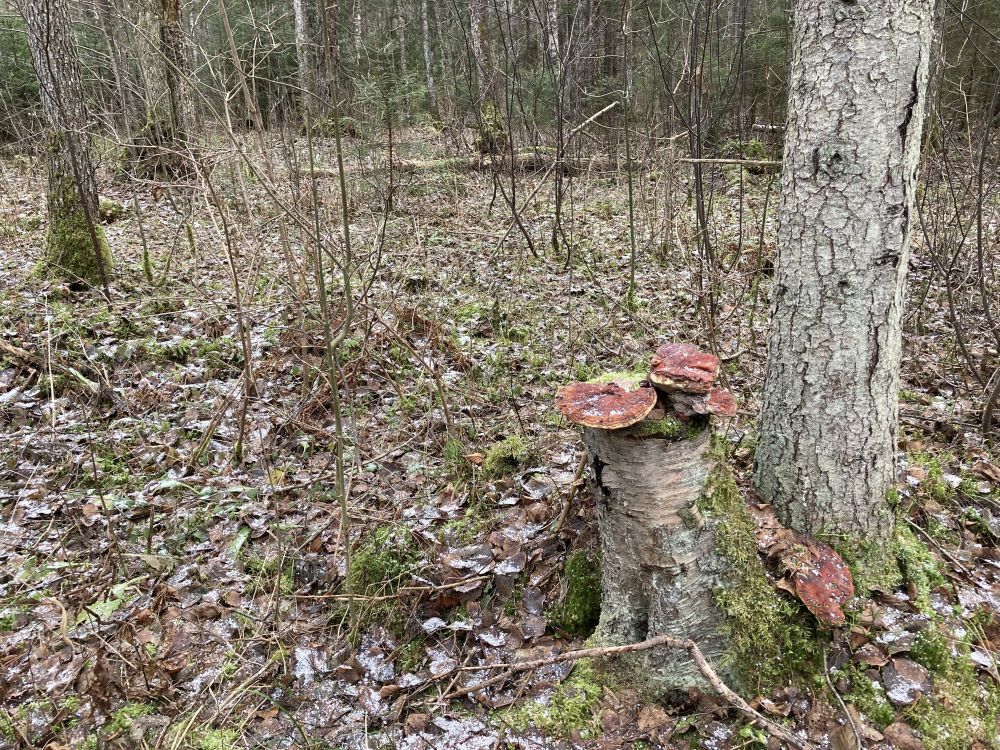 Lakkvaabiku kasvukoht