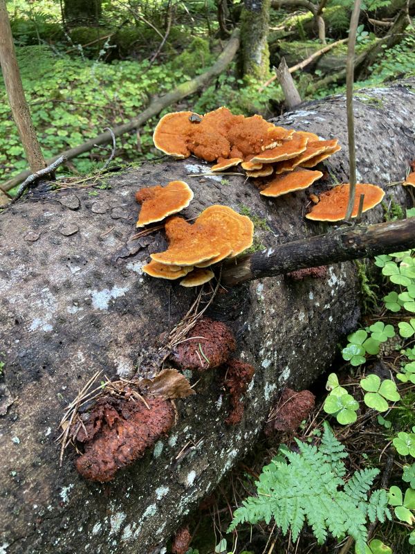 Roostetoriku värsked ja möödunud aastased viljakehad
