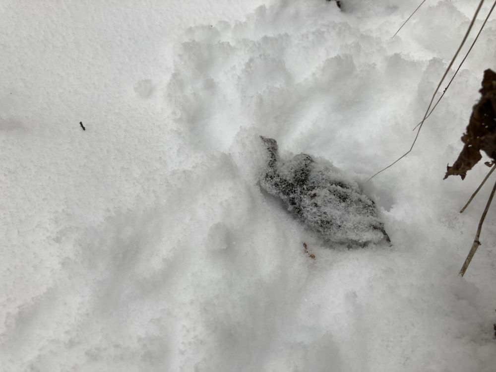 Väljumisava oleks suuruselt sobinud mõnele metshiirele, aga jäljed hiire jälgedele ei sarnanenud. Jäljerida oli umbes kolme meetri pikkune ja suhteliselt sihitult kulgev rada, mille lõpus külmunud jälgede tegija.