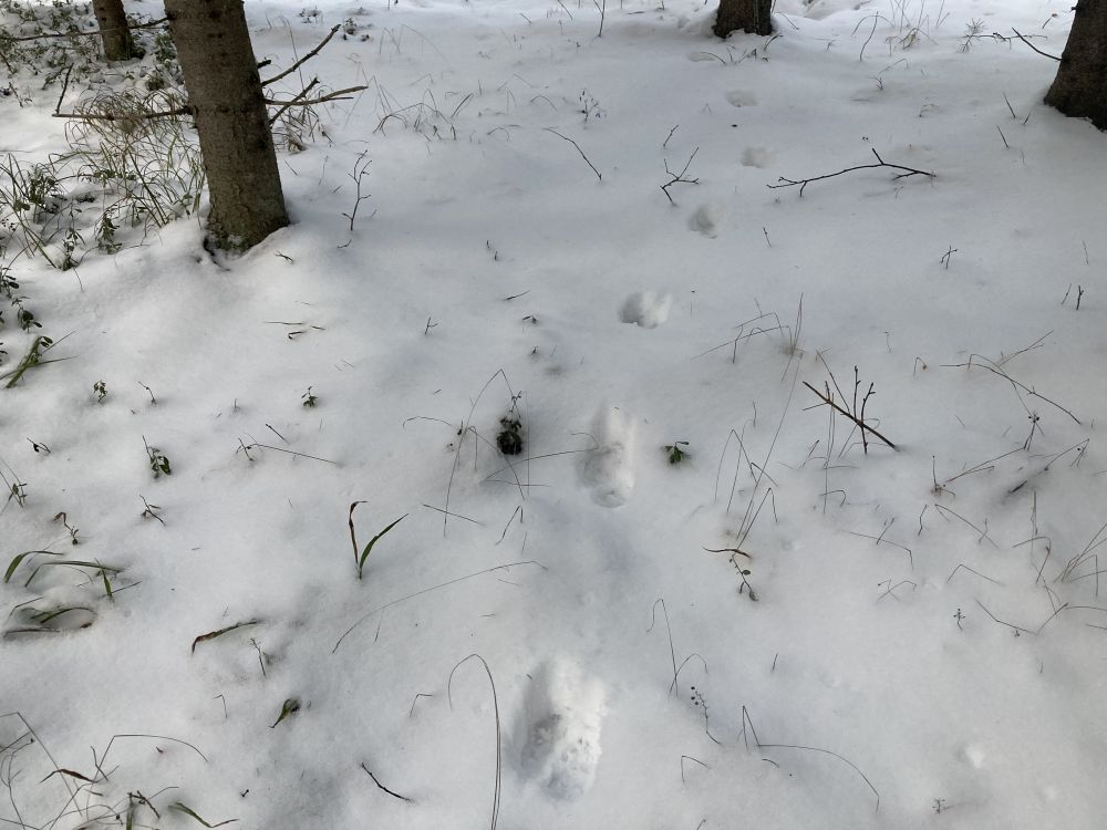 Metsnugise jäljerida