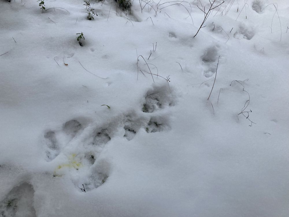 Kui jäljed ei ole lumes enam värsked võib jäljerida ekslikult valgejänese omaks pidada. Kui jäljerida pidi edasi liikuda katkeb metsnugise jäljerida mõne puu juures ja puudel tegutseb ja hüppab kärplane väga sarnaselt oravale.