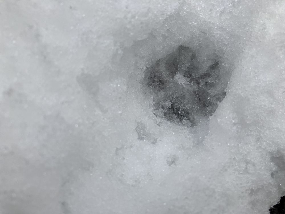 Koos talvituva kährikupaari jäljerida