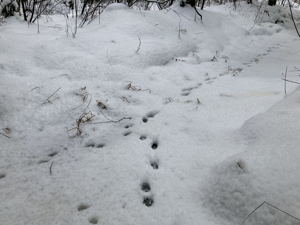 Koos talvituva kährikupaari jäljerida