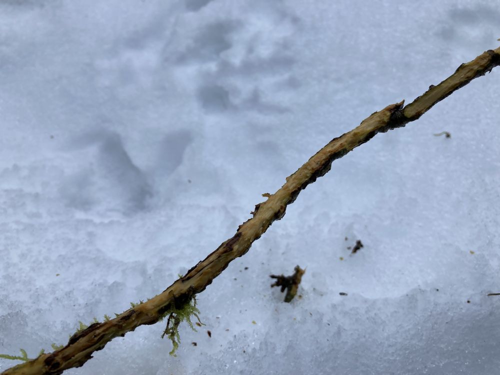 Näritud pihlaka oks