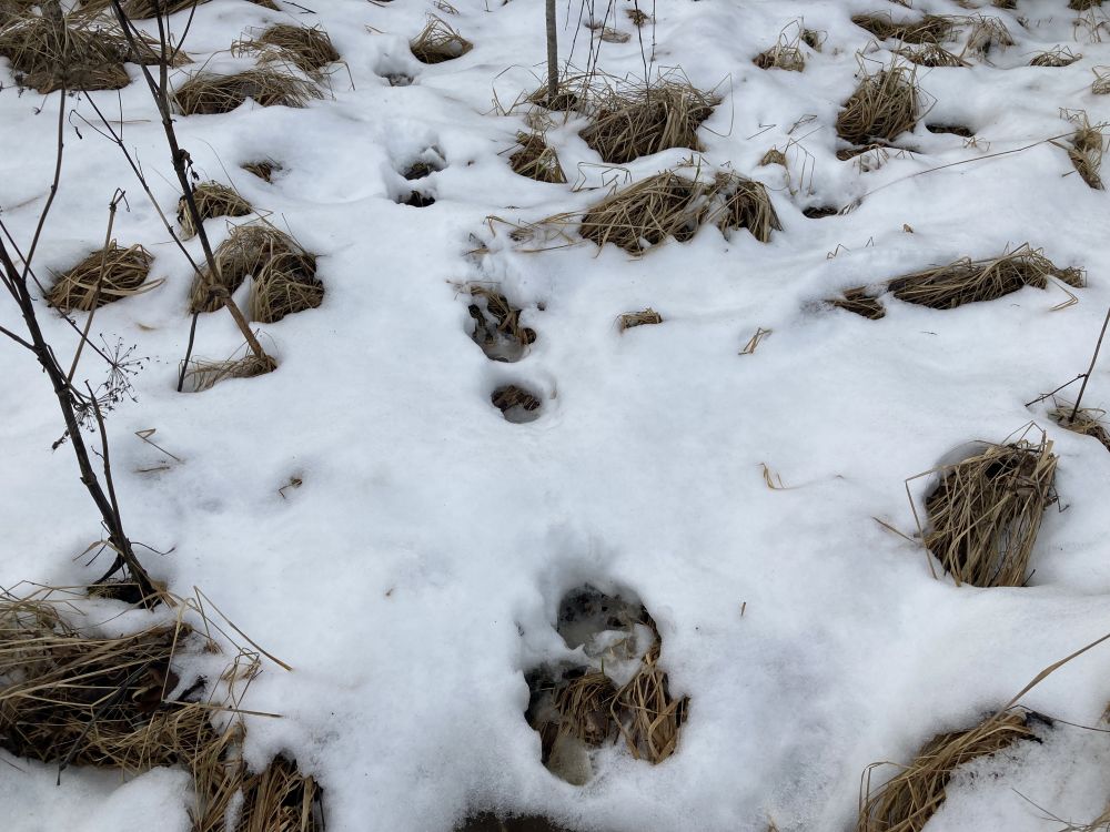 Hundi jäljed sulalumes