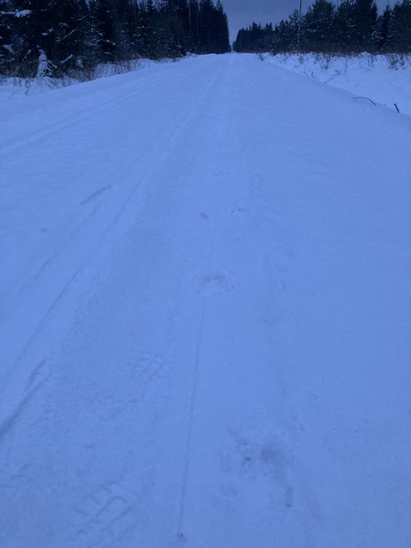 Kuldi jäljerida metsateel