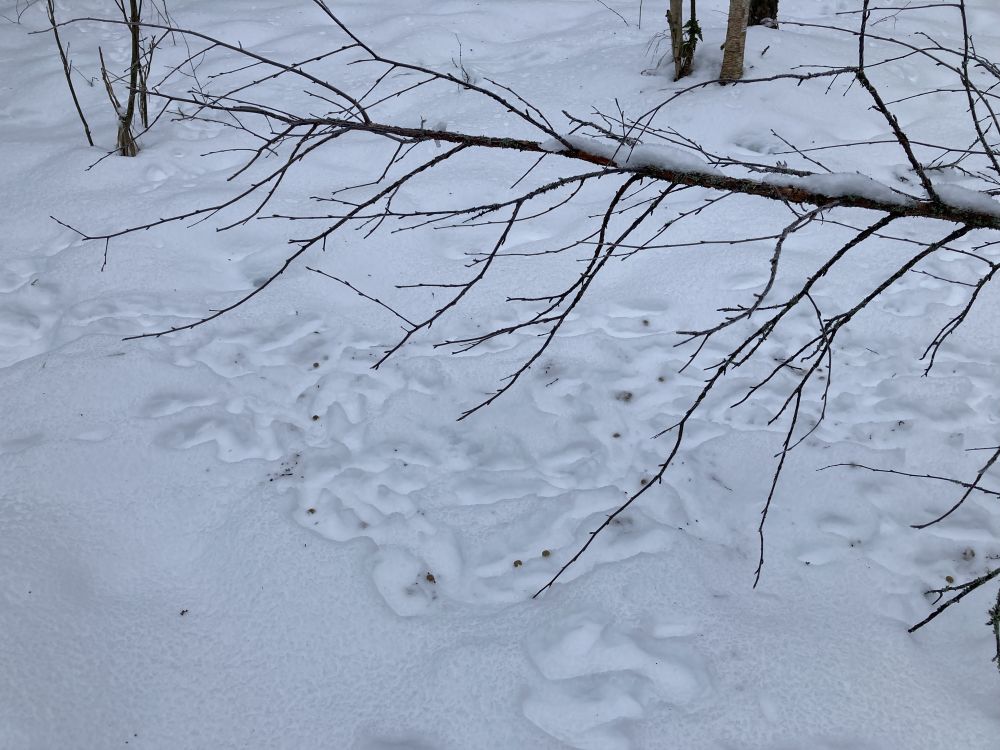 Jäljed reedavad, et metsaelanikud on kohe jaol.