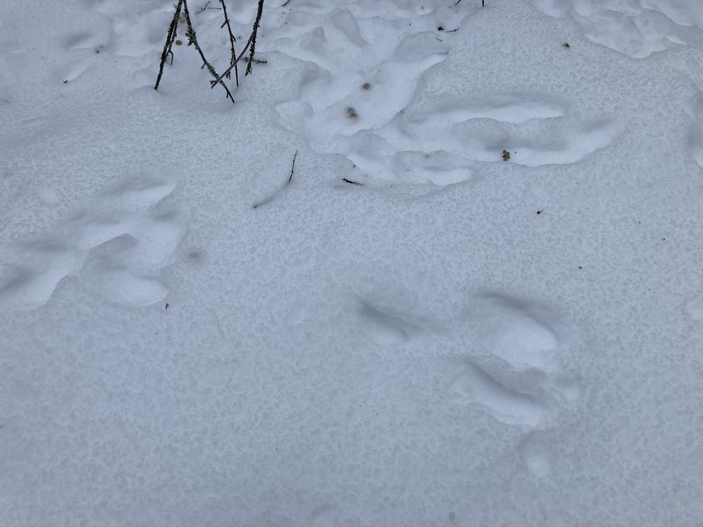 Jäljed reedavad, et metsaelanikud on kohe jaol.