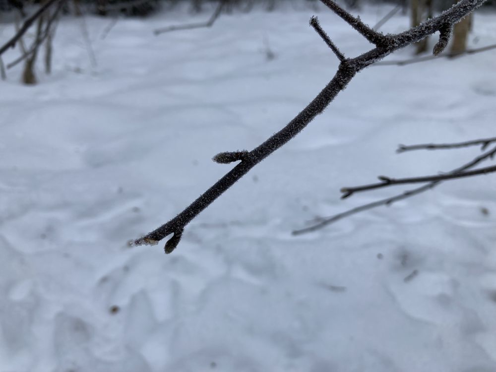 Jäljed reedavad, et metsaelanikud on kohe jaol.