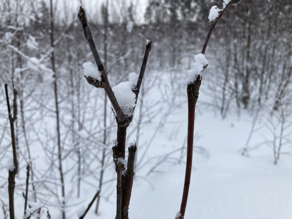 Pihlakavõsud on toiduks läinud