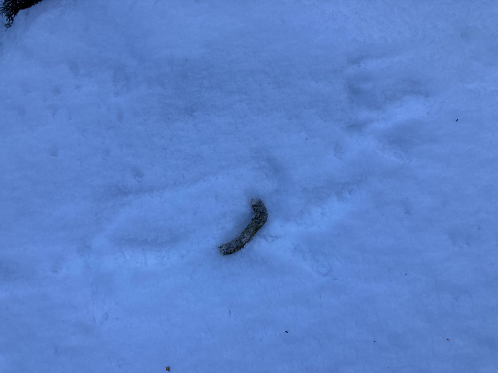 Päevase eluviisiga metsised on võimalusel paiksed eelistades talvisel ajal männienamusega metsi oma mängupaikade läheduses.
