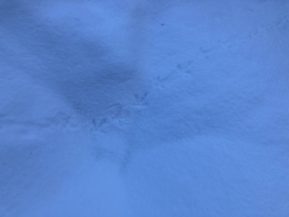Päevase eluviisiga metsised on võimalusel paiksed eelistades talvisel ajal männienamusega metsi oma mängupaikade läheduses.