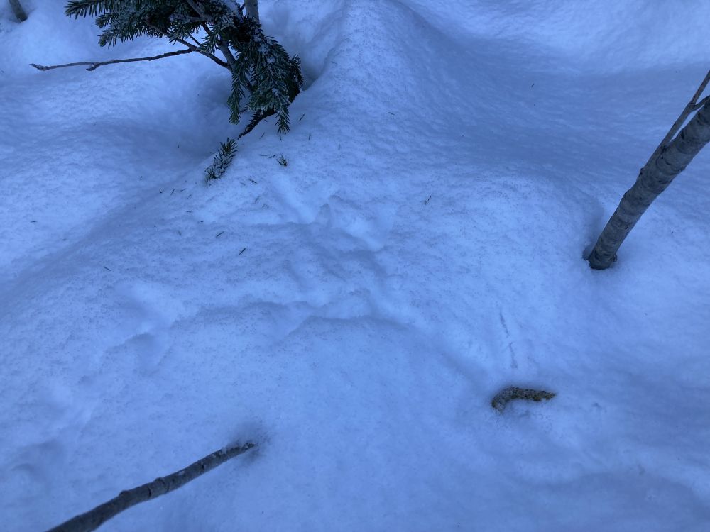 Metsis on söönud kuuse võrseid