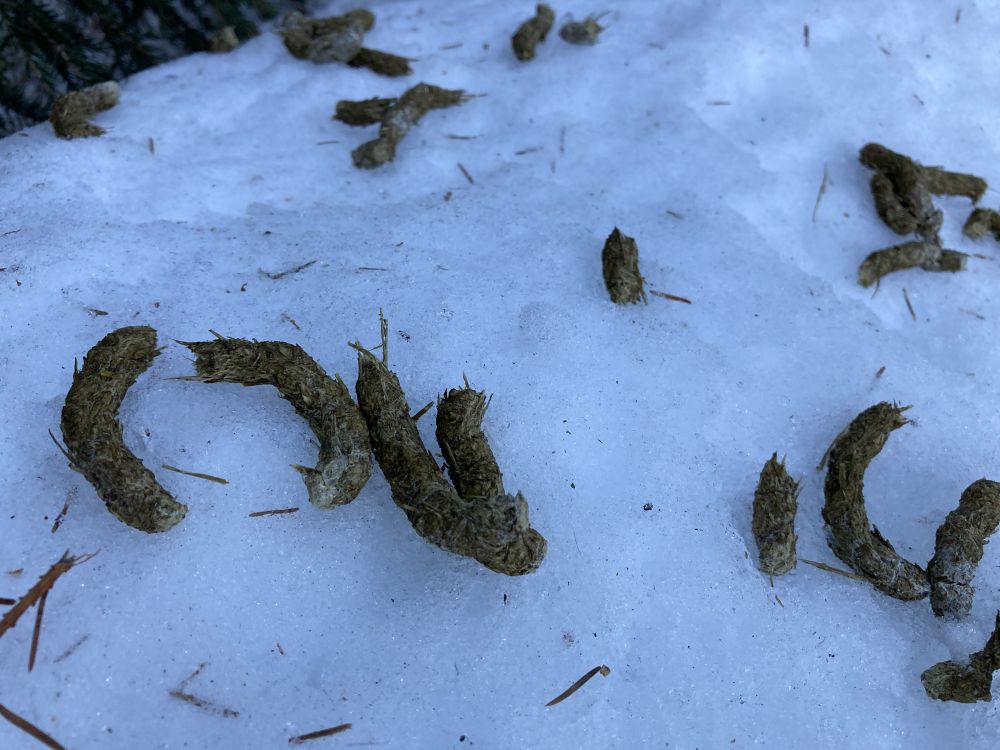 Metsis on söönud kuuse võrseid