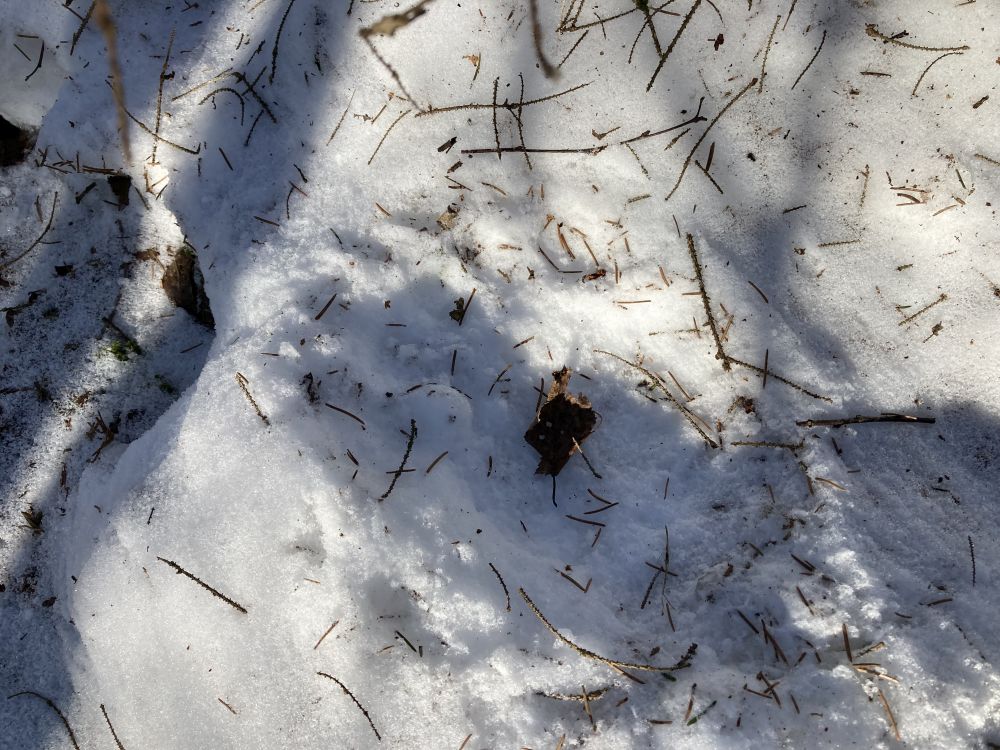 Pikemalt oli jahmerdatud tarnamättaga, sellel olid pealt ära näksitud nooremad võrsed ja alt peenemad juured.